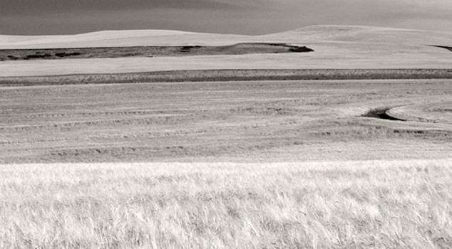 black and white field