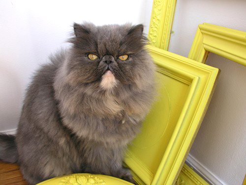 brett bara cat